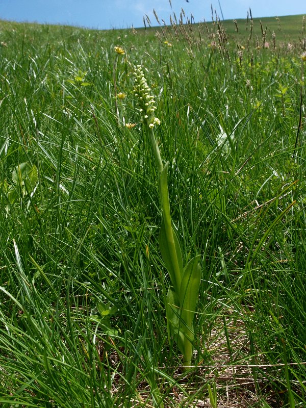 In giro col GIROS... e Listera cordata